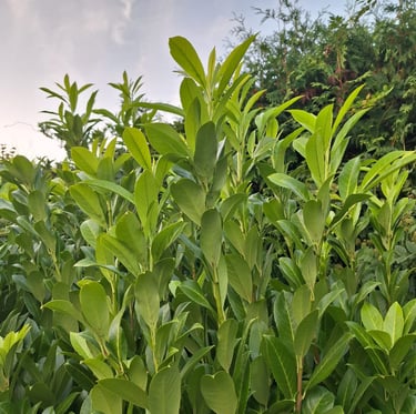 an Inkberry Holly bush with big green leaves