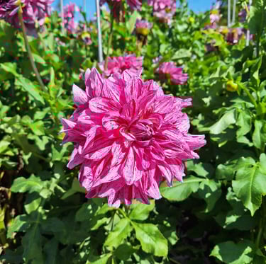 one perennial plant with a big pink flower thriving in full sun