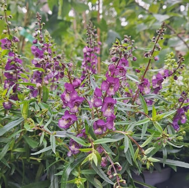 purple flowers in a flower bed with ground covers