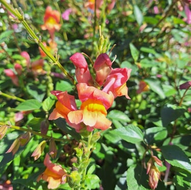 a Snapdragon thriller plant in sun