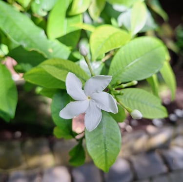 one white Pinwheel flower that was grown from seed