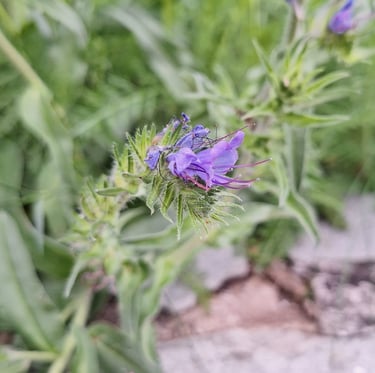 one purle flower in a grassfield