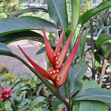 a red flower with a green leafy plant in the background