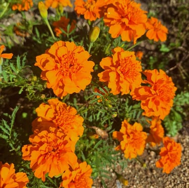 a small Marigold bush with orange flowers