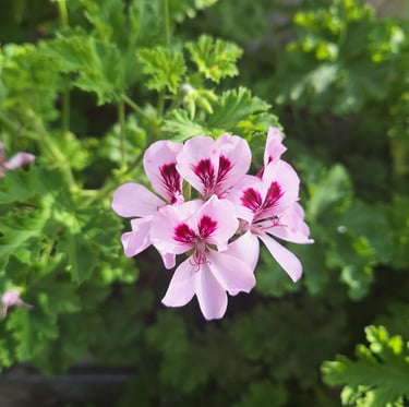multiple flowers on a Geranium annual