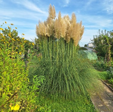 very tall grass plants in a garden