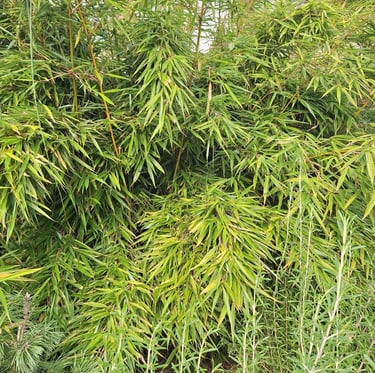 Phyllostachys Aurea green bambus plant