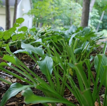 multiple plants that have been eaten by deer