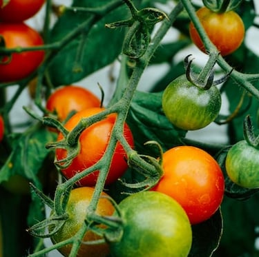 multiple Tomato plants
