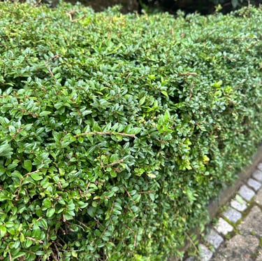 a green deer resistans hedge called Boxwood