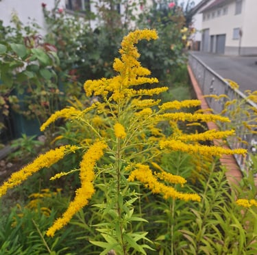 multiple yellow Goldenrod flowering stems