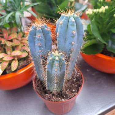 three Blue Flame Cacti growing together in a pod