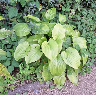a small Hosta plant with bug light green leaves