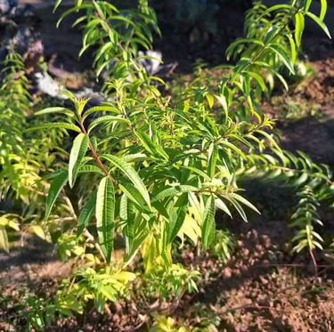 a low growing evergen shrub with green leaves