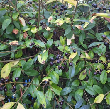fast growing Cerry Laurel bushes