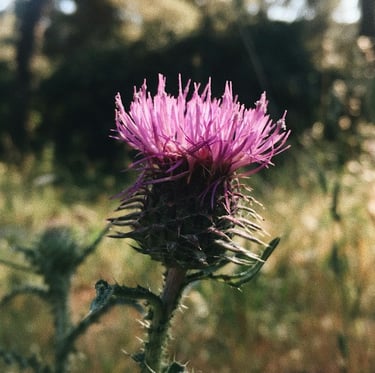 one flowering Musk Thistle with a pink color