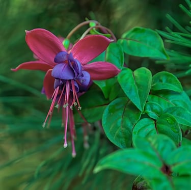 one flowering Upright Fuchsia thriller plant
