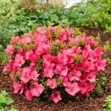 the low maintenane Azalea bush with pink flowers
