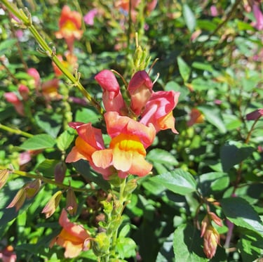 one Snapdragon rabbit resistant annual with colorful flowers