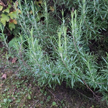 grass growing next to an evegreen Rosemary bush