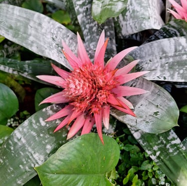 one red Indonesian flower between leaves