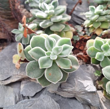 a tiny green Echeveria succulent