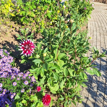 multiple healthy and well maintained plants