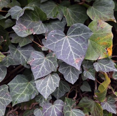 a dark green climbing plant in partial shde