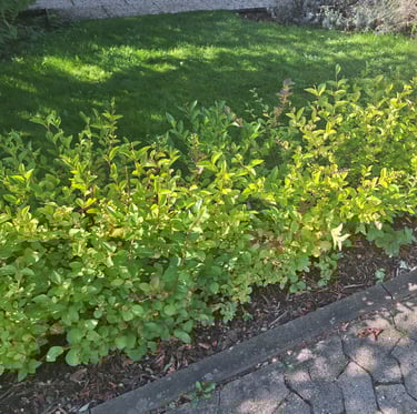 a leafy bush that got pruned in form of a hedge