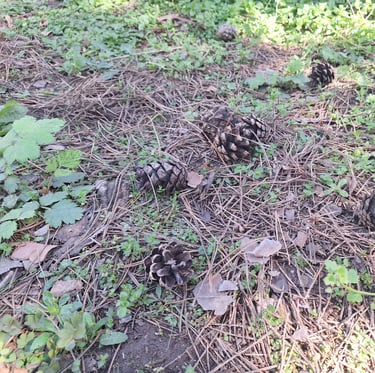 a garden surface with pine needles and cones