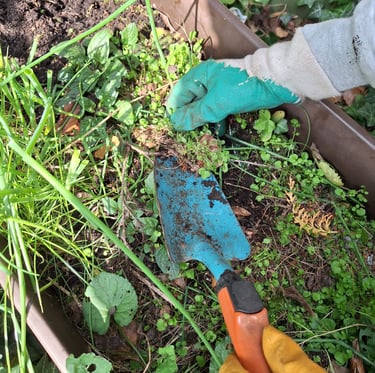 a person pulling out weeds