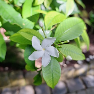 one Pinwheel flower that is white