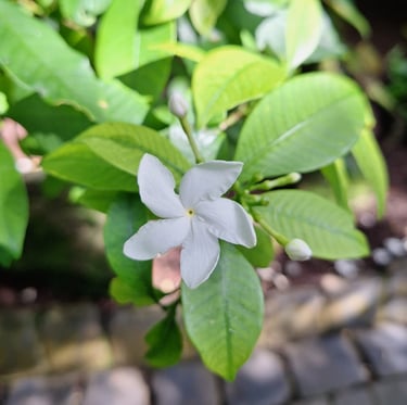 a Pinwheel Flower on a green bush