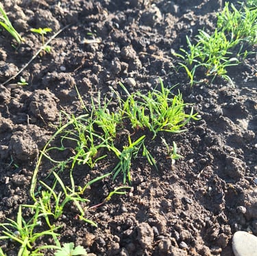 sprouting Carrot plants in containers