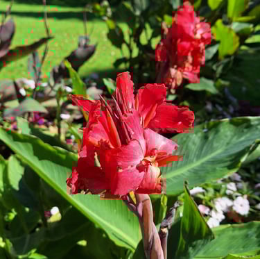 one red Canny Lily flower thriving outdoors