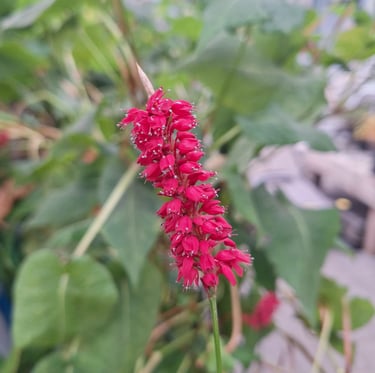 a properly planted annual blooming plant with red flowers