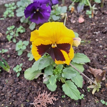 a yellow pansy flower in shade