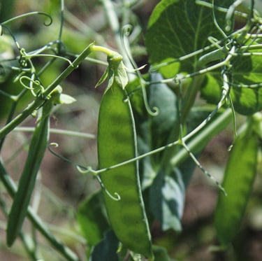green August Pea plants