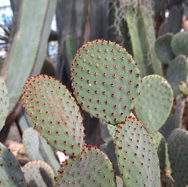 two cactus plants with tiny red thorns