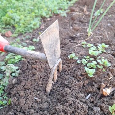 a person preparing the planting site for planting perennials