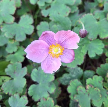 one pink Japanese Anemone flower blooming in August