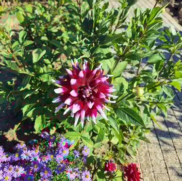 a Linnaea × Grandiflora shrub with a big red-white flower