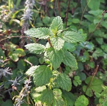 one Mint plant in a sunny and warm place