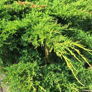 a green landscaping shrub