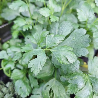 green Clianto herb leaves