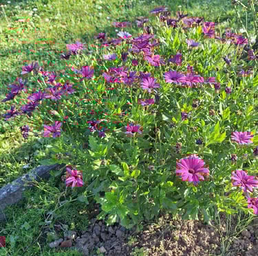 a tiny blooming Dimorphotheca Pluvialis shrub