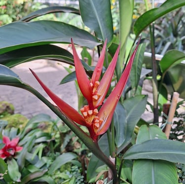 one Parakeet flower with four long red petals