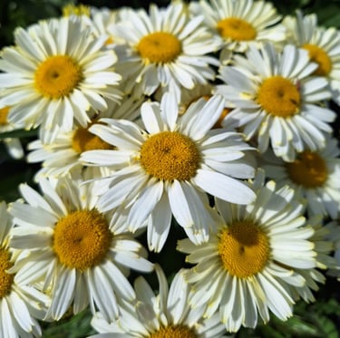 a bunch of white-yellow flowering perennials