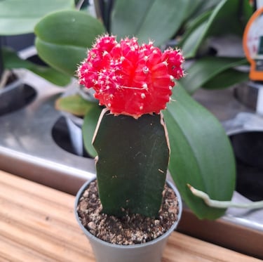 one indoor Moon Cactus with a red top