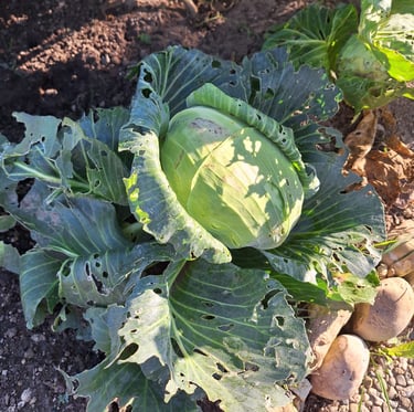 one big September Cabbeage with large green leaves